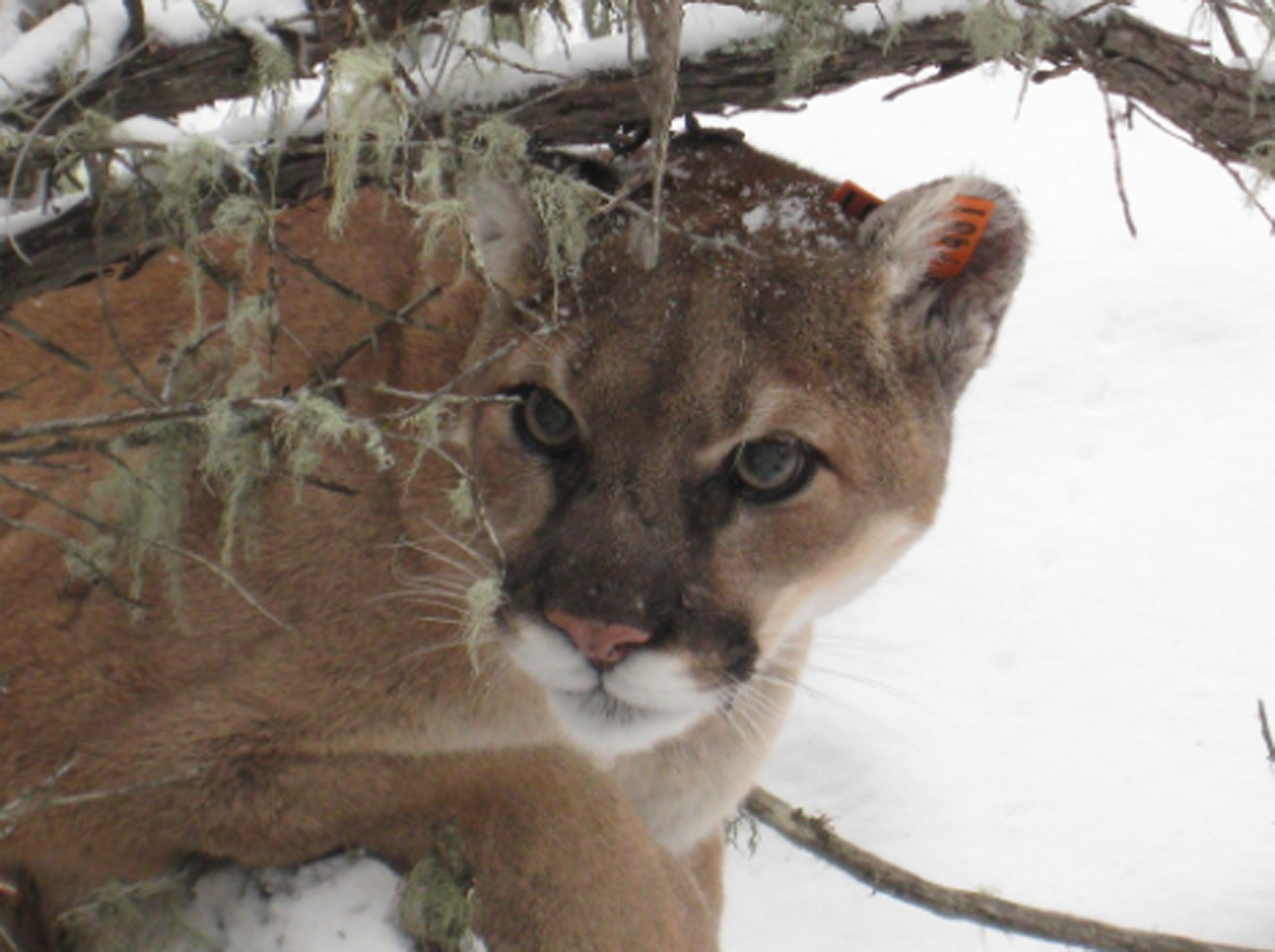 Wait, WHAT?! A Jogger Fought Off & Killed A Mountain Lion With His Bare