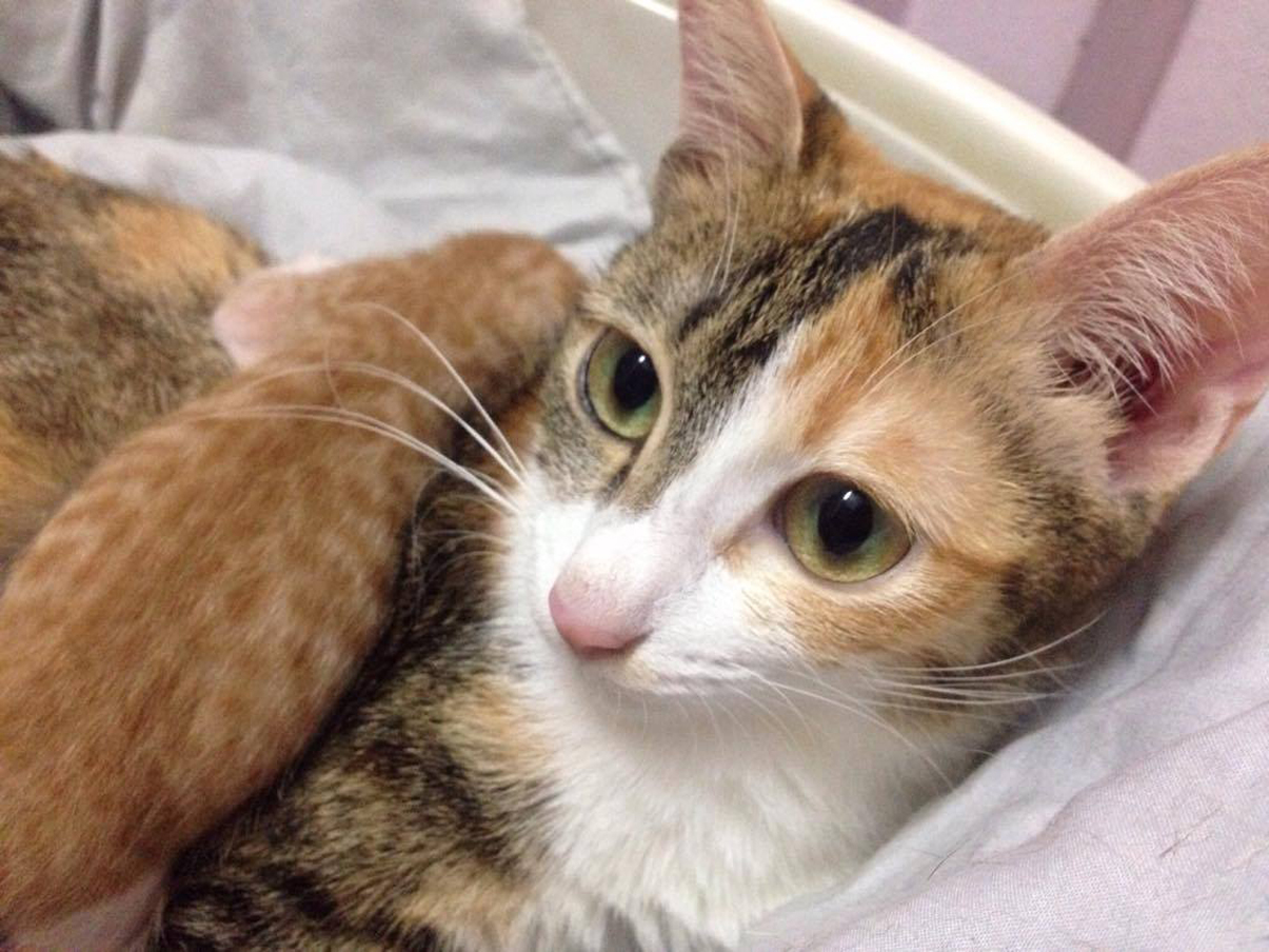 Cat Cannibal Government Experiments