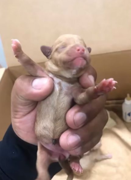 One of the puppies recovered by authorities, after Deborah Sue Culwell threw them in the trash.