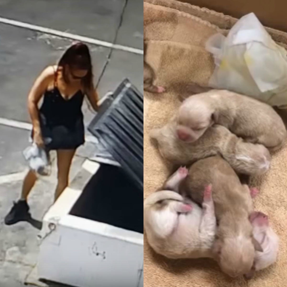 Woman is arrested after dumping puppies into a dumpster.