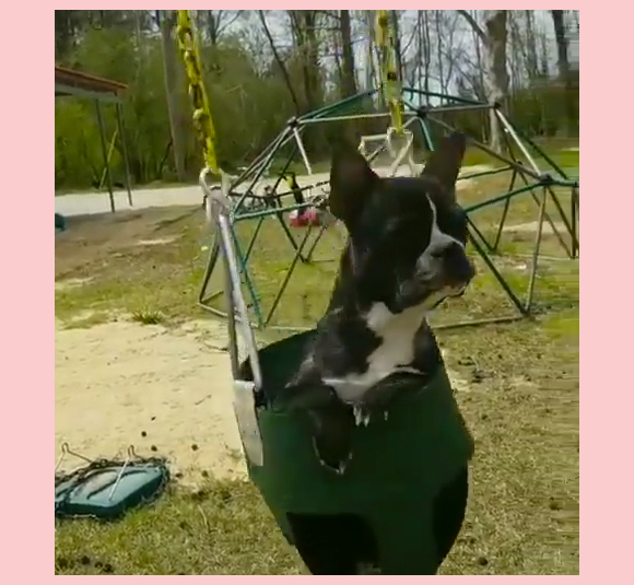 Jenelle Evans David Eason Dog Nugget