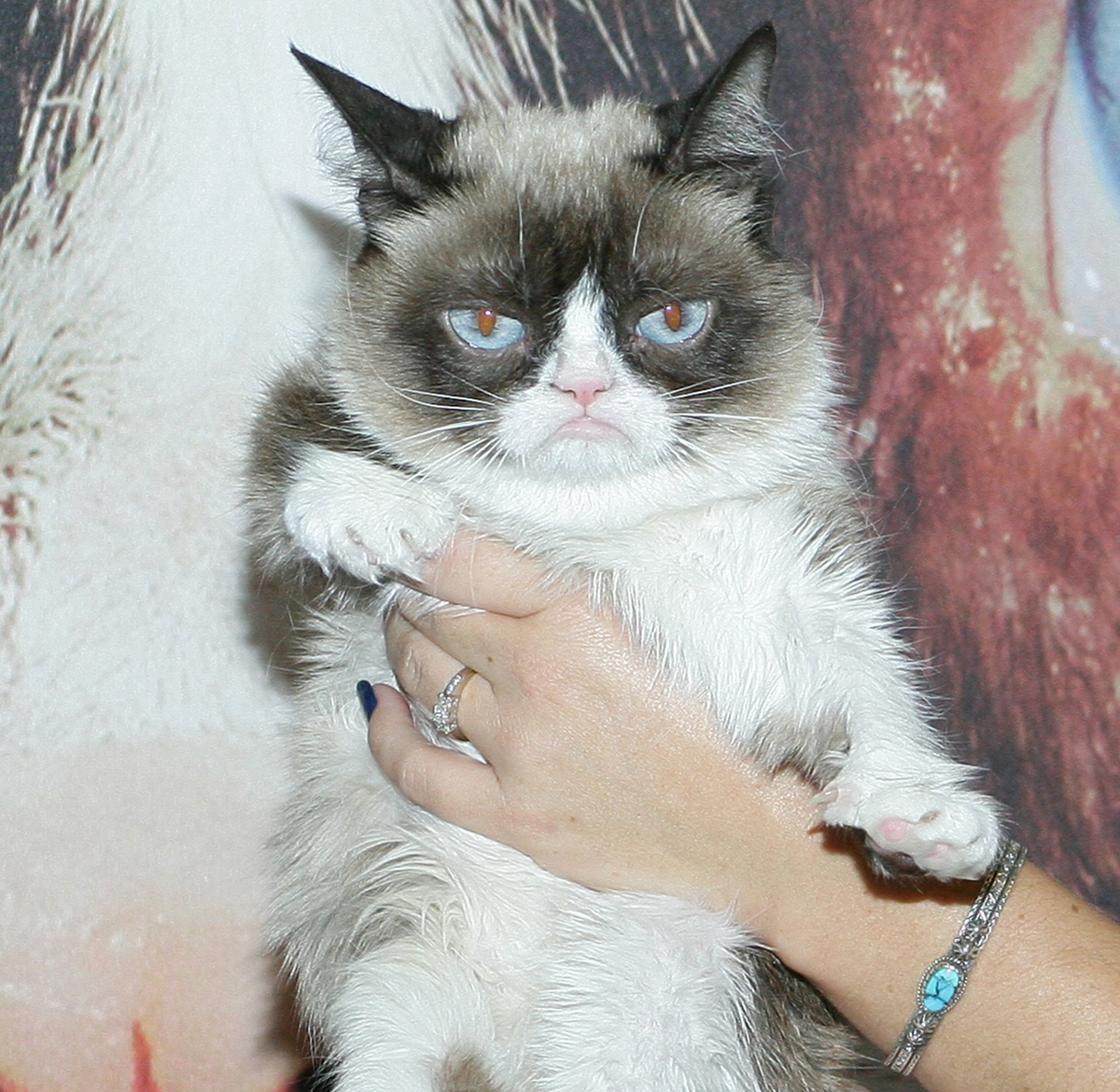 Grumpy Cat internet legend dies