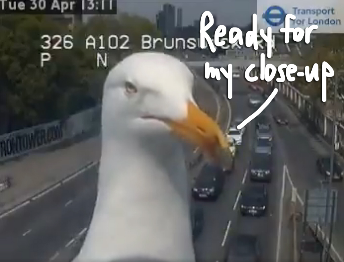 Seagull Becomes Internet Sensation After Repeatedly Photobombing Traffic Camera -- LOOK!