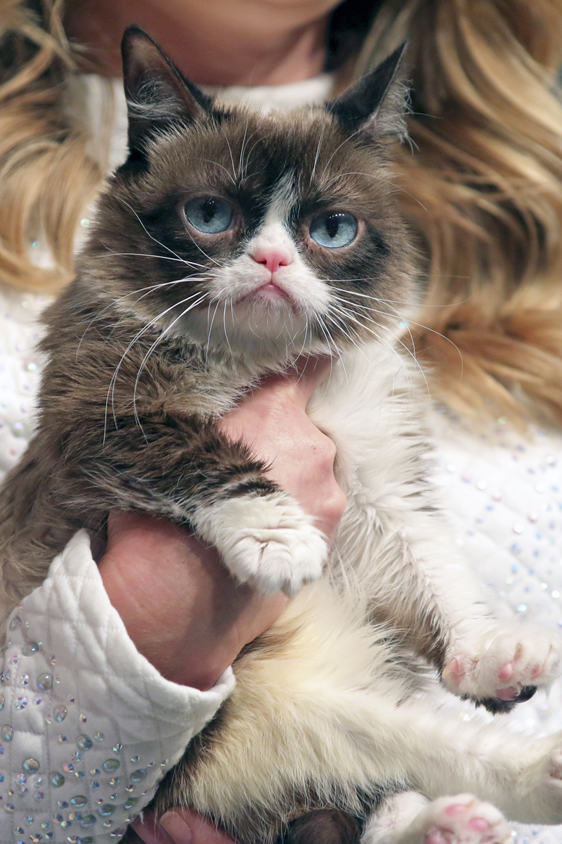 Grumpy Cat stars we lost 2019
