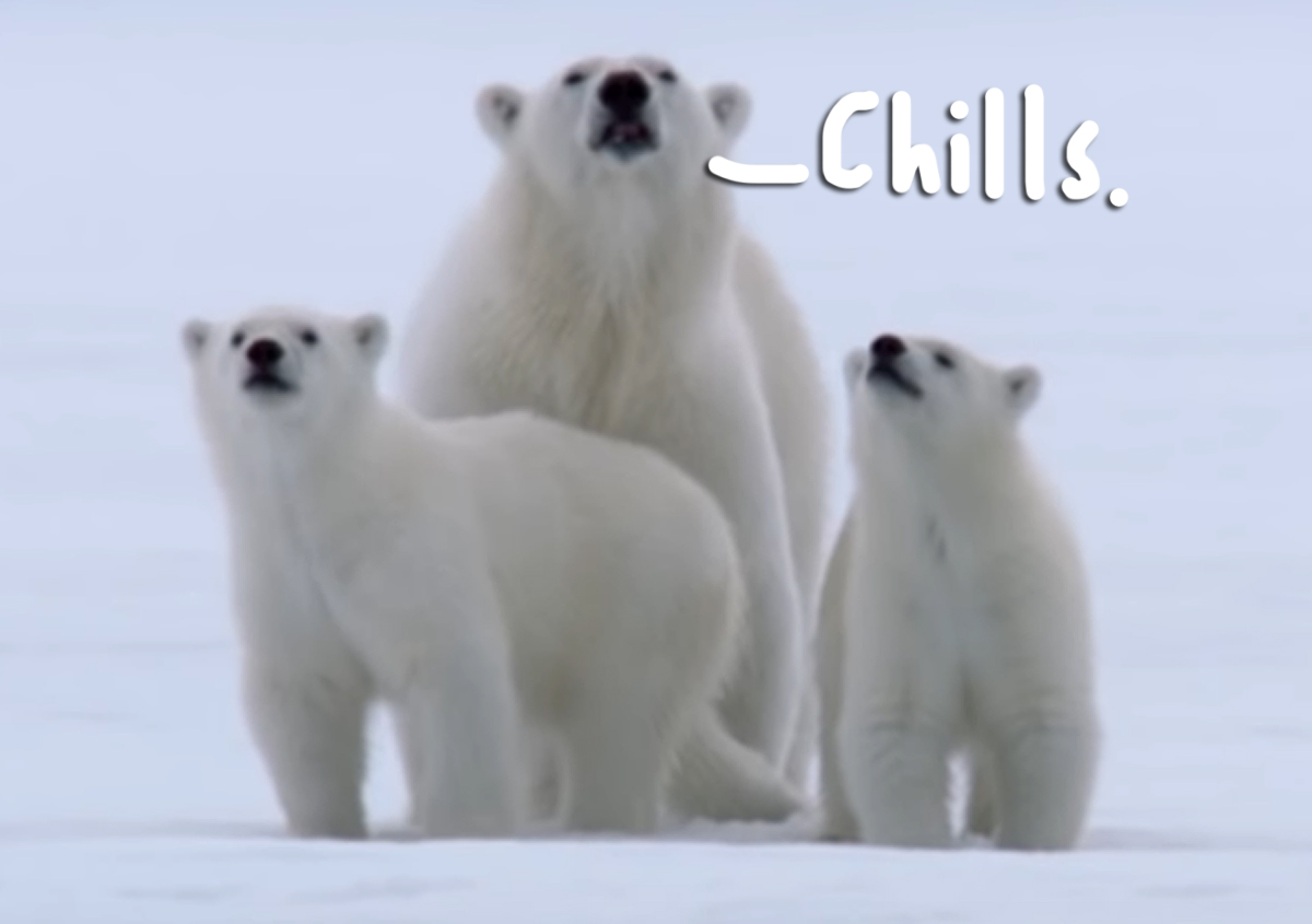 This Japanese Zoo's 'Polar Bear' Escape Drill Should Win An Oscar -- Just Watch!