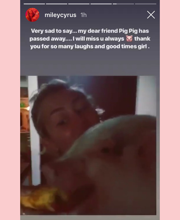 Miley Cyrus Pig Instagram Story