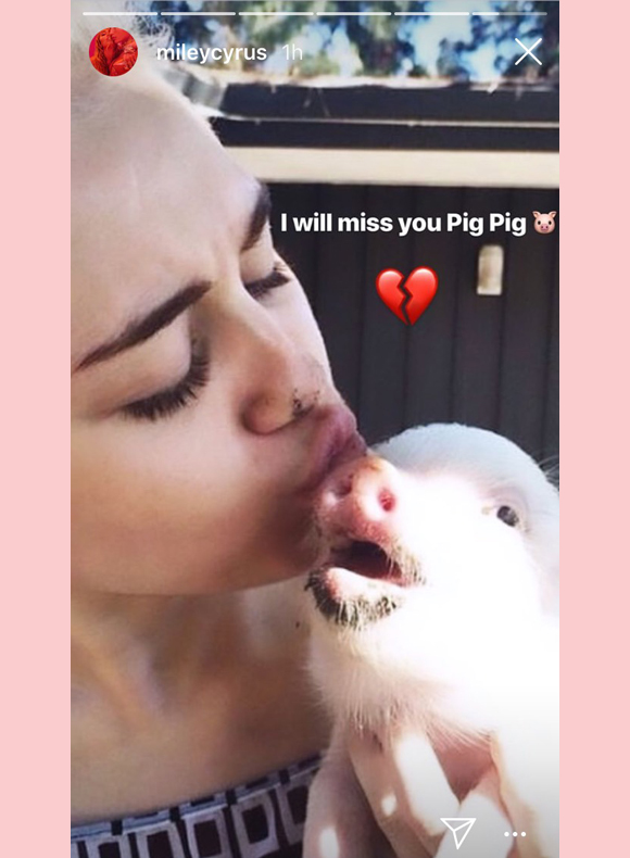 Miley Cyrus Pig Instagram Story