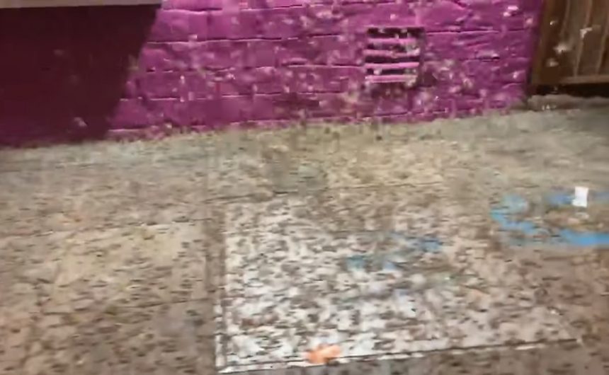 Swarms of grasshoppers invade Las Vegas: 'Everybody was going crazy'