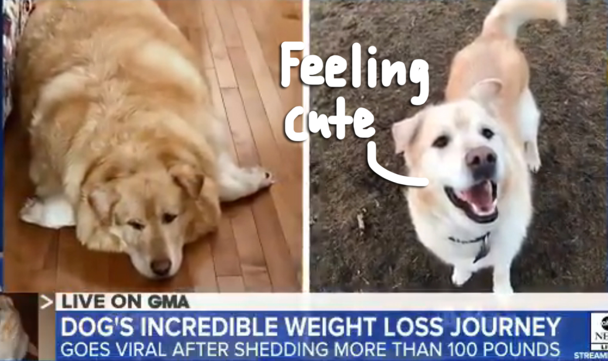Golden retriever's epic weight loss