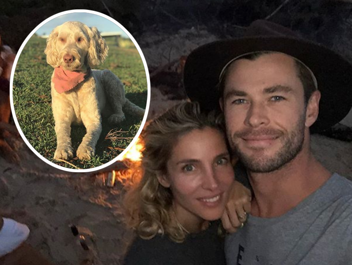 Chris Hemsworth & Elsa Pataky's Beloved Dog Sunny Missing In Australia ...