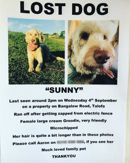 chris hemsworth's missing dog sunny