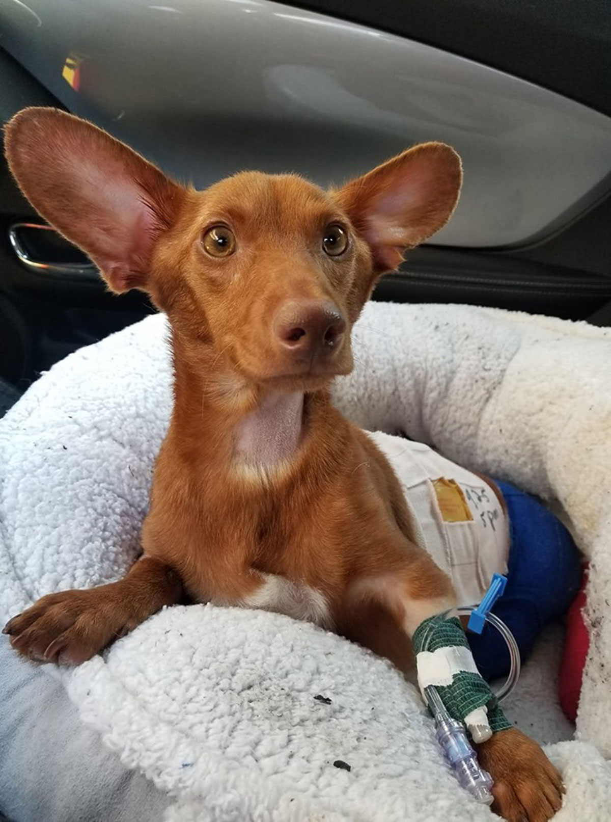 The dog is receiving proper medical care.