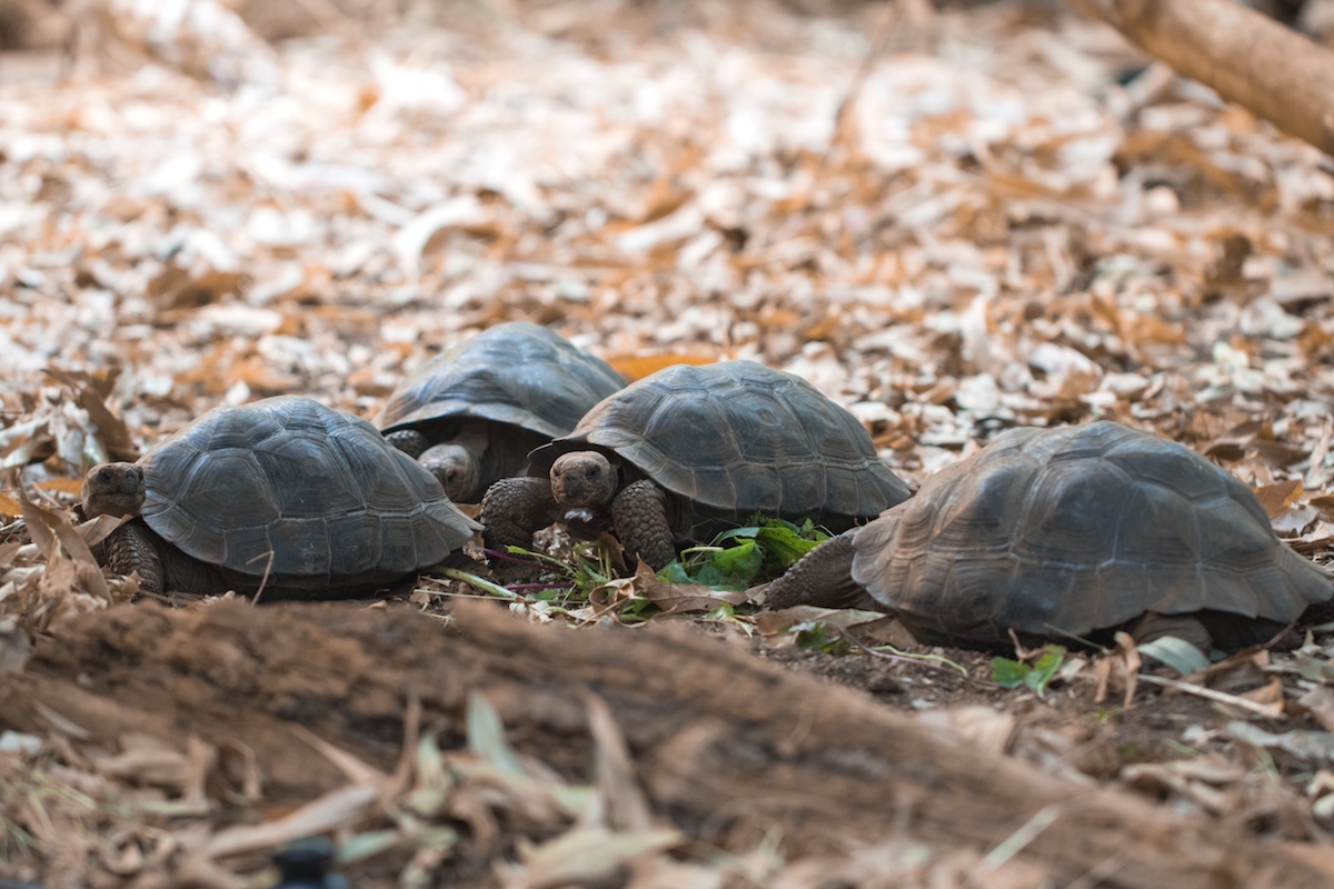 Diego The Galapagos Giant Tortoise Retires After Practically Saving The ...