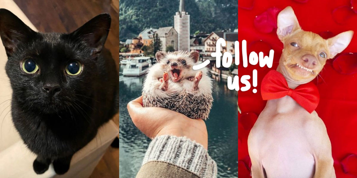 10 Adorable Animal Instagram Accounts To follow during the coronavirus pandemic!
