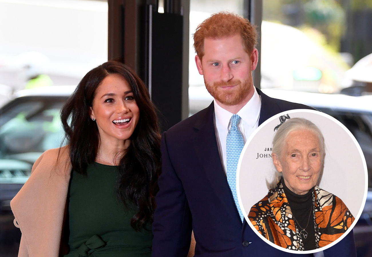 Prince Harry is struggling according to Dr Jane Goodall with new life