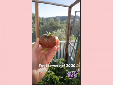Calvin Harris tomato IG story