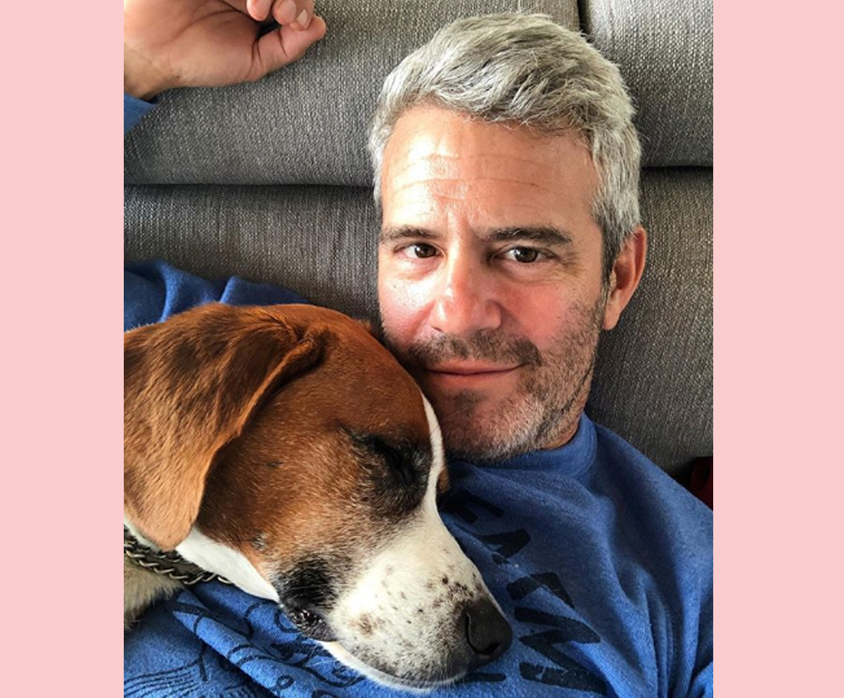 Andy Cohen Reveals He Rehomed His Beloved Dog Wacha After An 'Incident