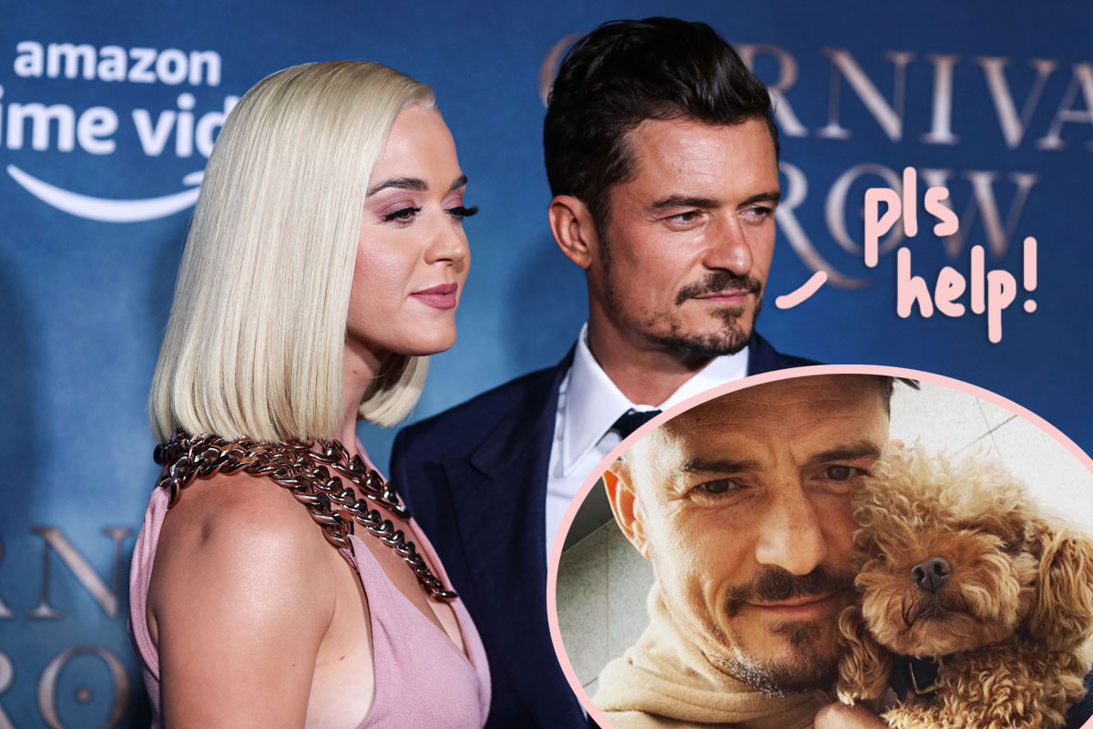 Orlando Bloom Pleads For Help After Beloved Dog Mighty Goes Missing