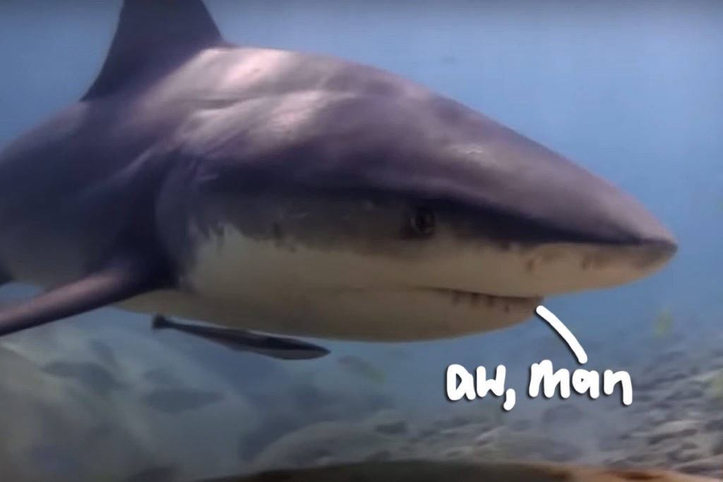 Pregnant woman saves husband shark attack