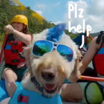 Is This New Amazon Reality Show Torturing Dogs?! See The Leaked Footage & Decide For Yourself!