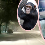 Little Girl's Fish Tank FREEZES SOLID -- As Animals Suffer Worst Of Texas Storm