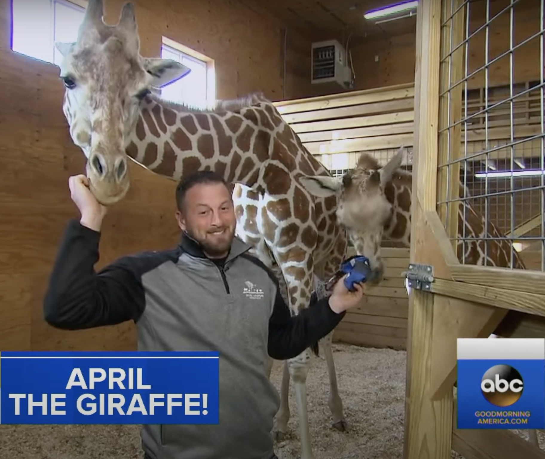 April The Giraffe Dies Because Of Arthritis 
