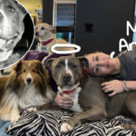 Miley Cyrus Welcomes New Pit Bull After The Passing Of Her Beloved Mary Jane