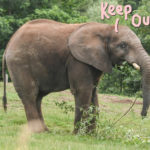 WATCH: Father Arrested For Bringing His 2-Year-Old Daughter Into Elephant Enclosure At The San Diego Zoo!