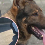 North Carolina Cop Under Fire For Choking, Hanging Police Dog By Its Leash