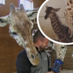 Viral Sensation April The Giraffe Dead At 20