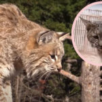 Man Throws Bobcat Across The Yard After It Attacks His Wife -- Watch The WILD Video HERE!