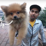 YouTuber Arrested For Animal Cruelty After 'Flying' Dog With Helium Balloons
