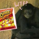Texas Woman Enters Spider Monkey Zoo Enclosure To Feed Them HOT CHEETOS!