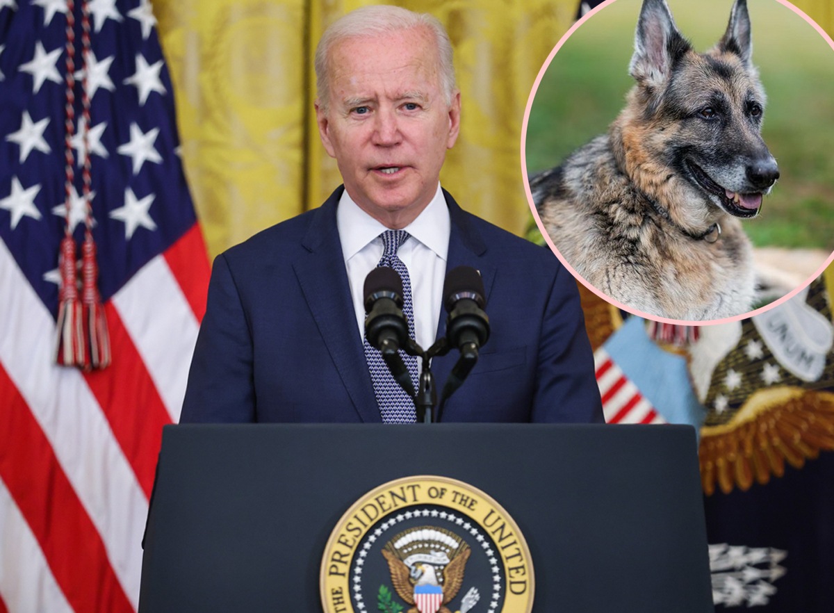 Joe & Dr. Jill Biden Mourn Loss Of Beloved German Shepherd Champ After ...