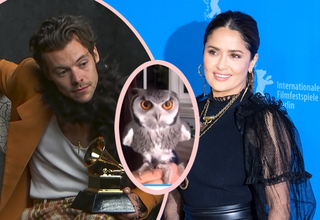 Salma Hayek Harry Styles Owl Story