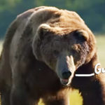 Twitter Reacts To WILD Video Showing Teen SHOVING A Bear To Save Her Dogs!