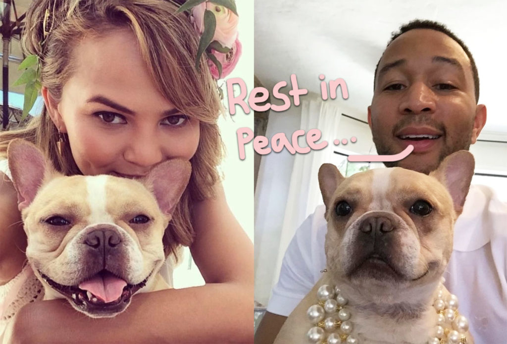 John Legend Shares Pics of Chrissy Teigen and Luna with Dogs