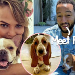 Chrissy Teigen & John Legend Introduce Adorable New Basset Hound Pearl!