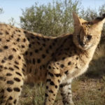 Atlanta Woman Wakes Up To Find Wild African Cat In Bed With Her! WTF!?