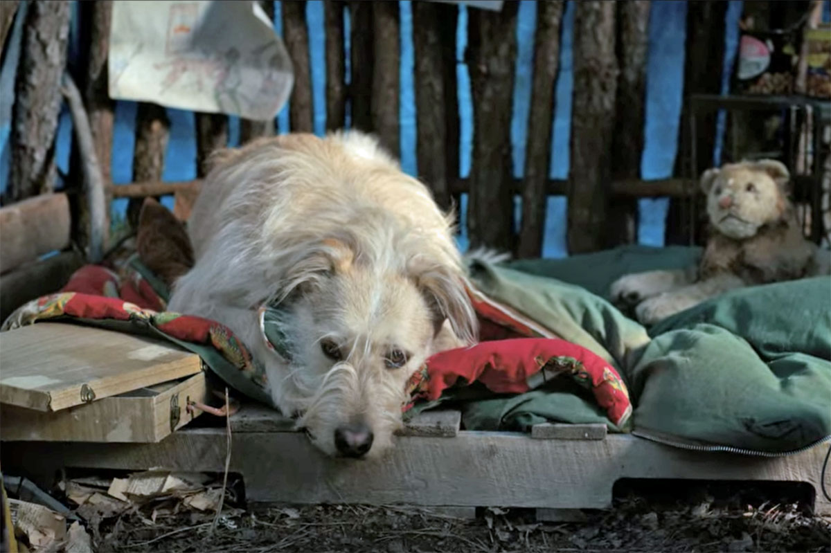 OMG!! David Harbour ‘Hated’ The Stranger Things Dog So Much He Wanted It KILLED OFF! 