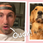 The Bachelorette's Jason Tartick Says He Was Hit By A Car While Out Walking His Dog