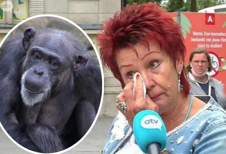 Zoo Bans Woman From Seeing Chimpanzee After 4YearLong 'Affair