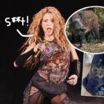 OMG! Shakira & 8-Year-Old Son Were Attacked By Wild Boars In Spain!!