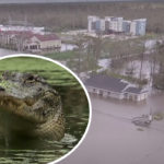 Husband Attacked & 'Apparently Killed' By Alligator In Front Of His Wife In Hurricane Ida Floodwaters