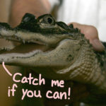 Florida Man Traps Attacking Alligator In Trash Can -- Watch The WILD Viral Video!