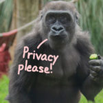 Viral Video Shows Gorillas Enjoying Oral Sex In Front Of Zoo Visitors As They Look On HORRIFIED!!