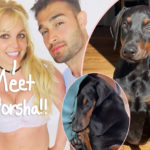 Britney Spears’ Fiancé Sam Asghari Gets Her New Puppy For Protection!