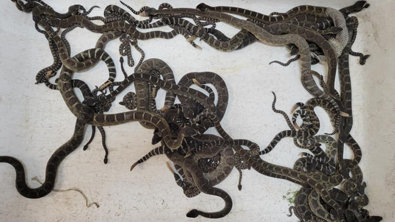 Highly Venomous 'Beast' Snake Found Inside Family Home