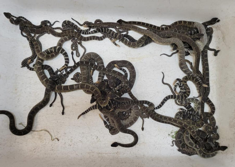 OMFG! Over 90 Venomous Snakes Found Underneath Northern California Home