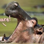 Woman Leaves One-Star Tripadvisor Review After Hippo 'Brutally' Rips Cousin’s Intestines Out!